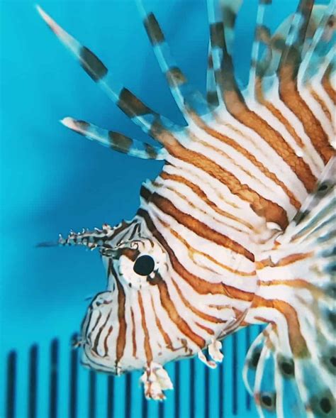 kolathur fish market online|Ornamental fish breeding in Chennai reels under COVID impact.